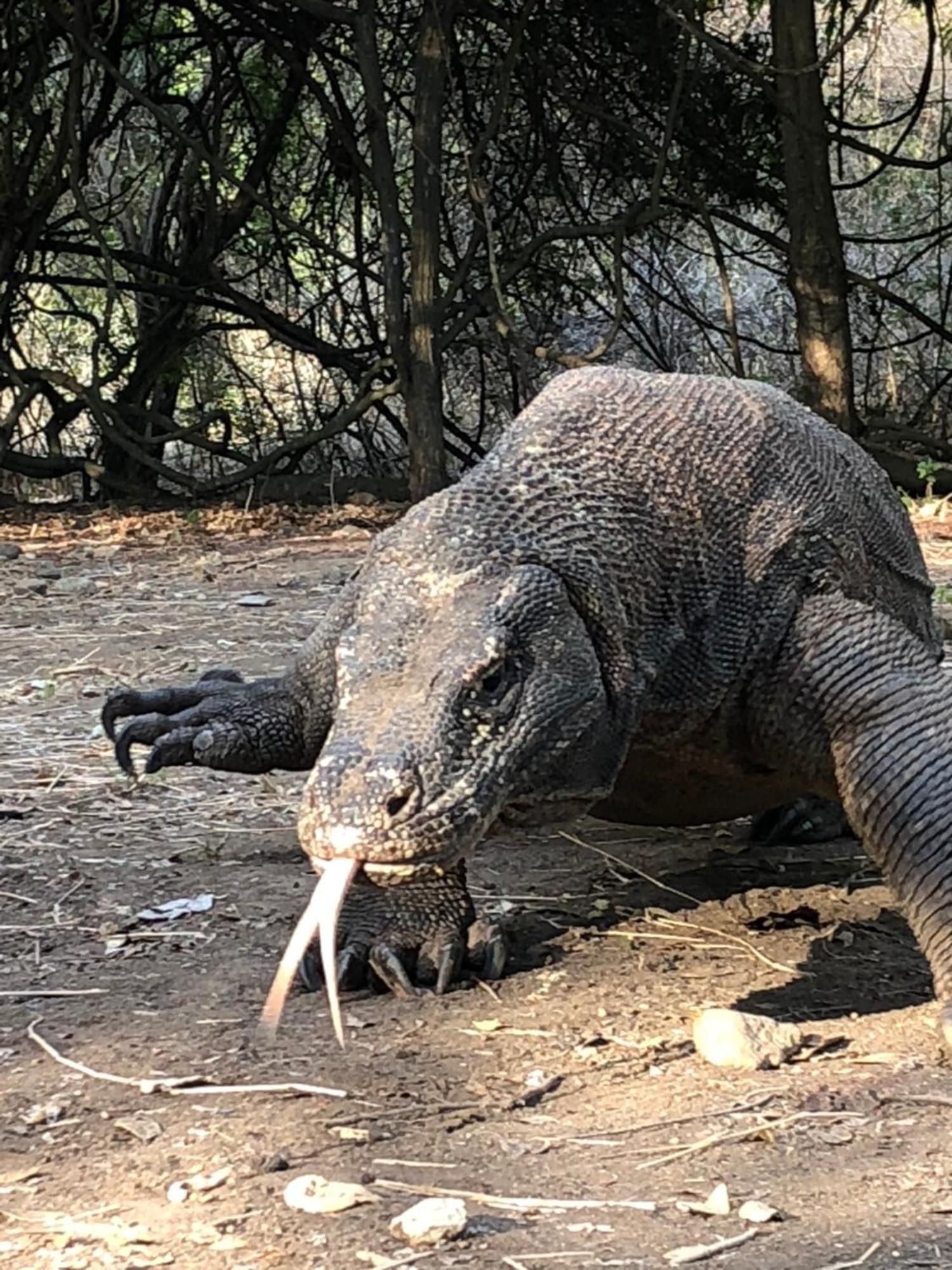 Dua Putri Komodo Homestay Экстерьер фото