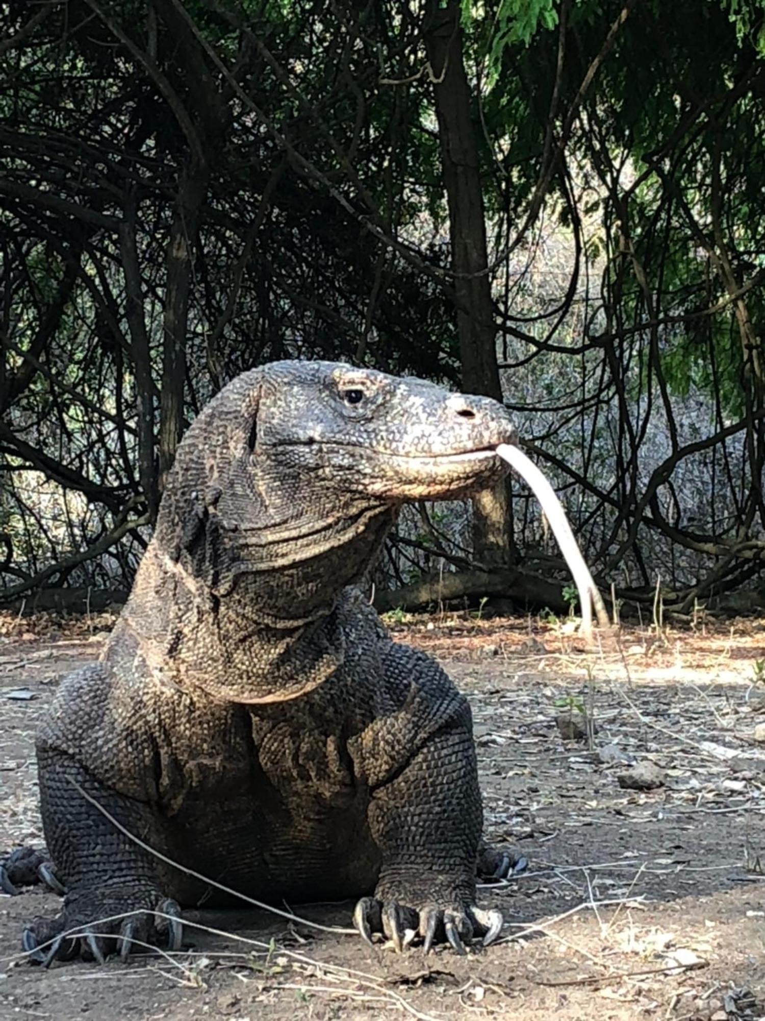 Dua Putri Komodo Homestay Экстерьер фото