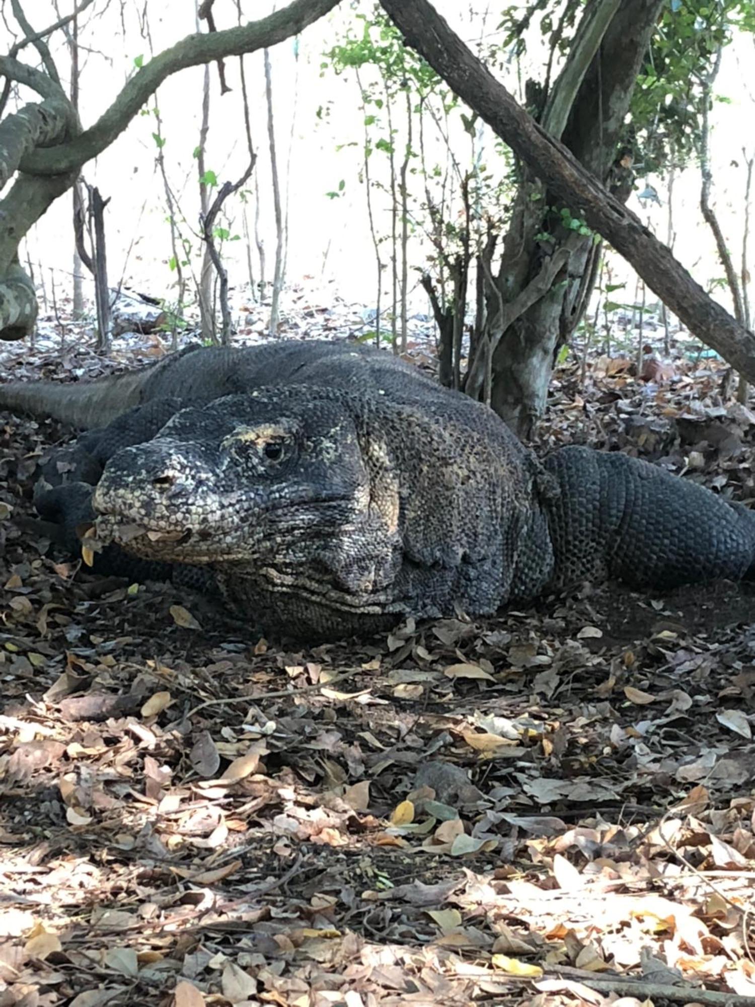 Dua Putri Komodo Homestay Экстерьер фото