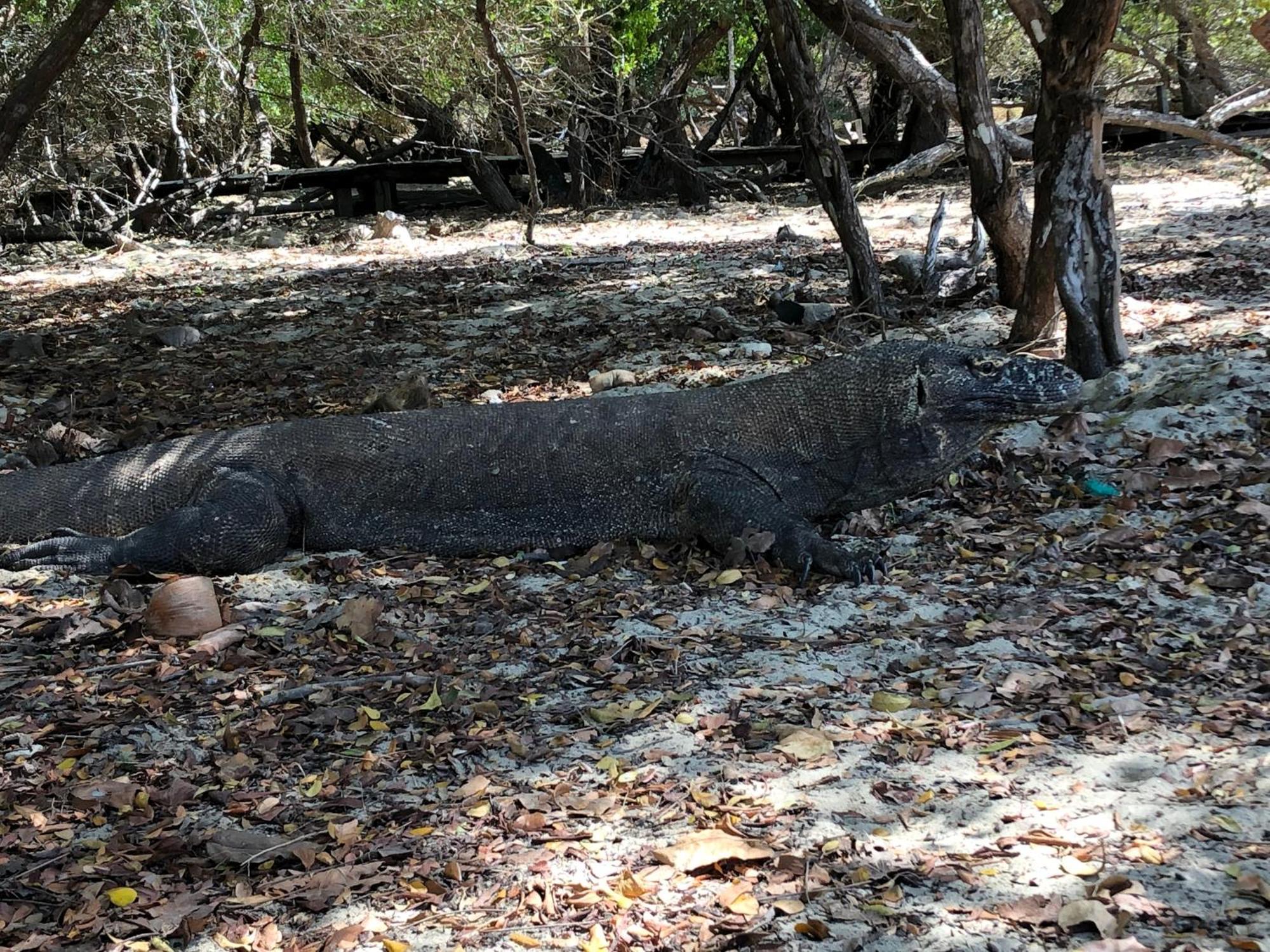 Dua Putri Komodo Homestay Экстерьер фото