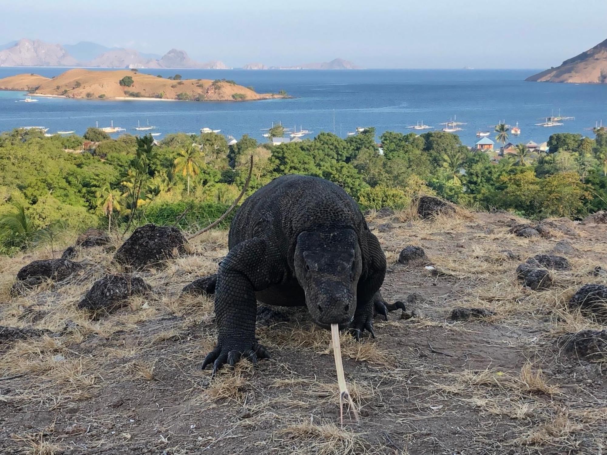 Dua Putri Komodo Homestay Экстерьер фото